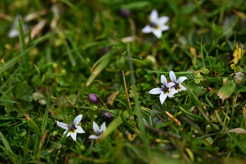 Berry-lobelia (Lobelia pratiana)