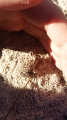 Tomopterna delalandii