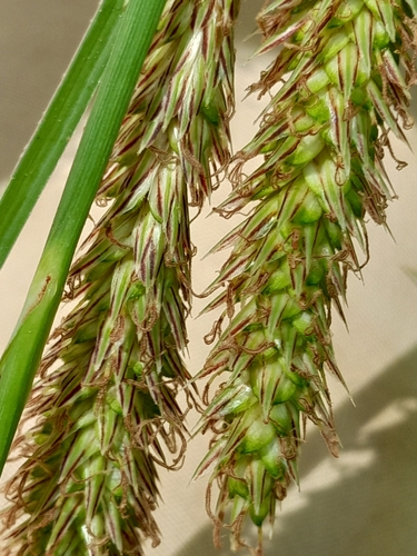 Hispid Sedge (Carex hispida)