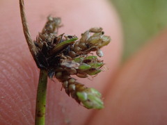 Isolepis distigmatosa