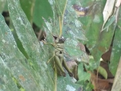 Ommatolampis perspicillata