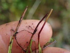 Isolepis distigmatosa