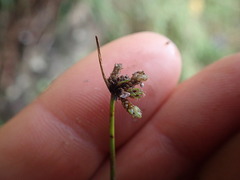 Isolepis distigmatosa