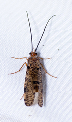 Banksiola concatenata