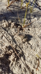 Tomopterna delalandii