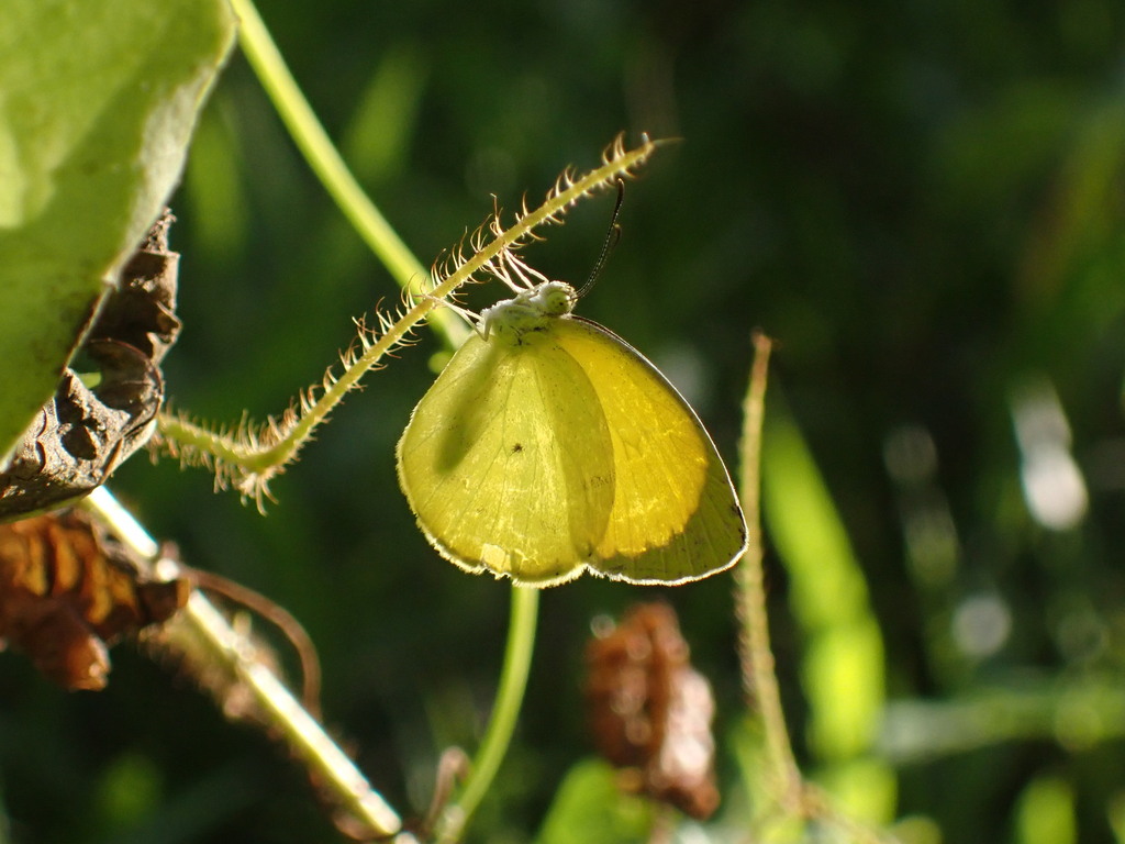 Pyrisitia venusta