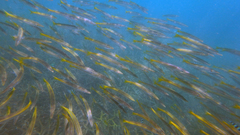 Sphyraena flavicauda