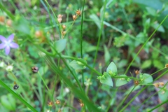 Triodanis biflora