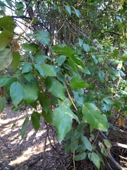 Aristotelia chilensis