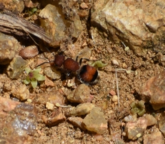 Pseudomethoca simillima