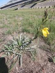 Oenothera indecora