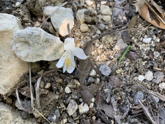 Styrax platanifolius