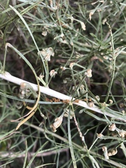 Aceria paracalifornica