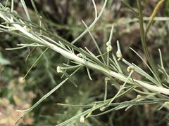 Aceria paracalifornica