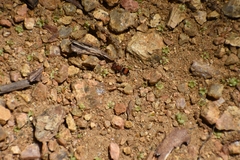 Pseudomethoca simillima