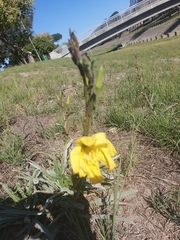 Oenothera indecora