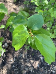 Styrax platanifolius