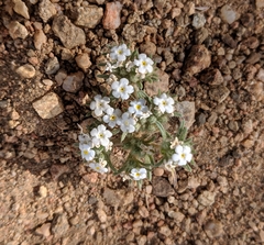 Greeneocharis similis