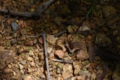 Pseudomethoca simillima