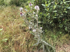 Cirsium occidentale occidentale