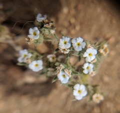 Greeneocharis similis