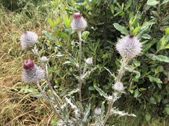 Cirsium occidentale occidentale