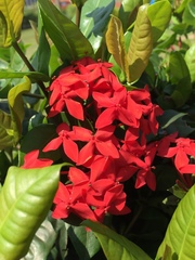 Ixora
