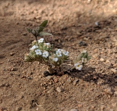 Greeneocharis similis