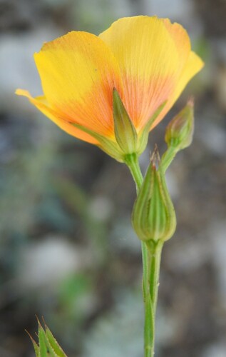 Image of Linum rigidum by (c) saltyhiker, some rights reserved (CC BY)