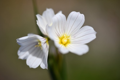 Olsynium filifolium, photograph 3
