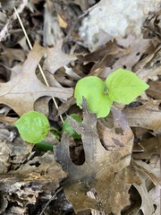 Styrax platanifolius
