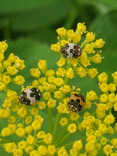 Anthrenus isabellinus photo 5