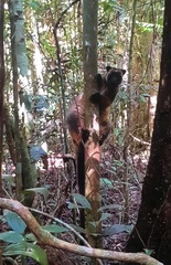 Dendrolagus lumholtzi