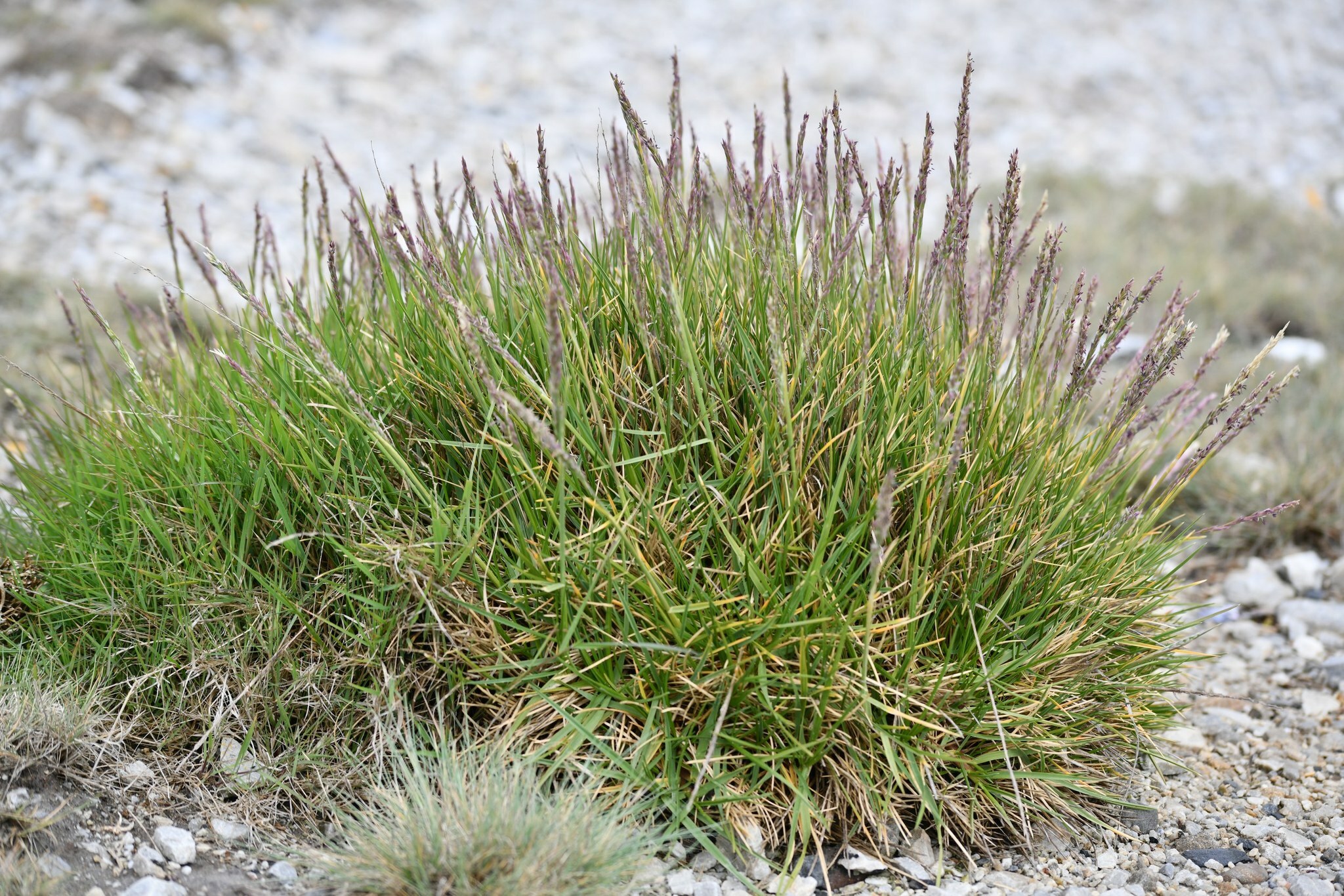 Nicoraepoa robusta