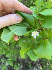 Styrax platanifolius