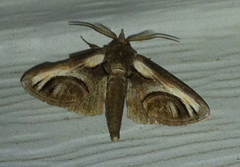 Paectes oculatrix