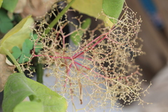 Dysphania graveolens