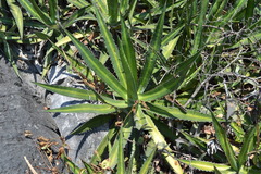 Agave univittata