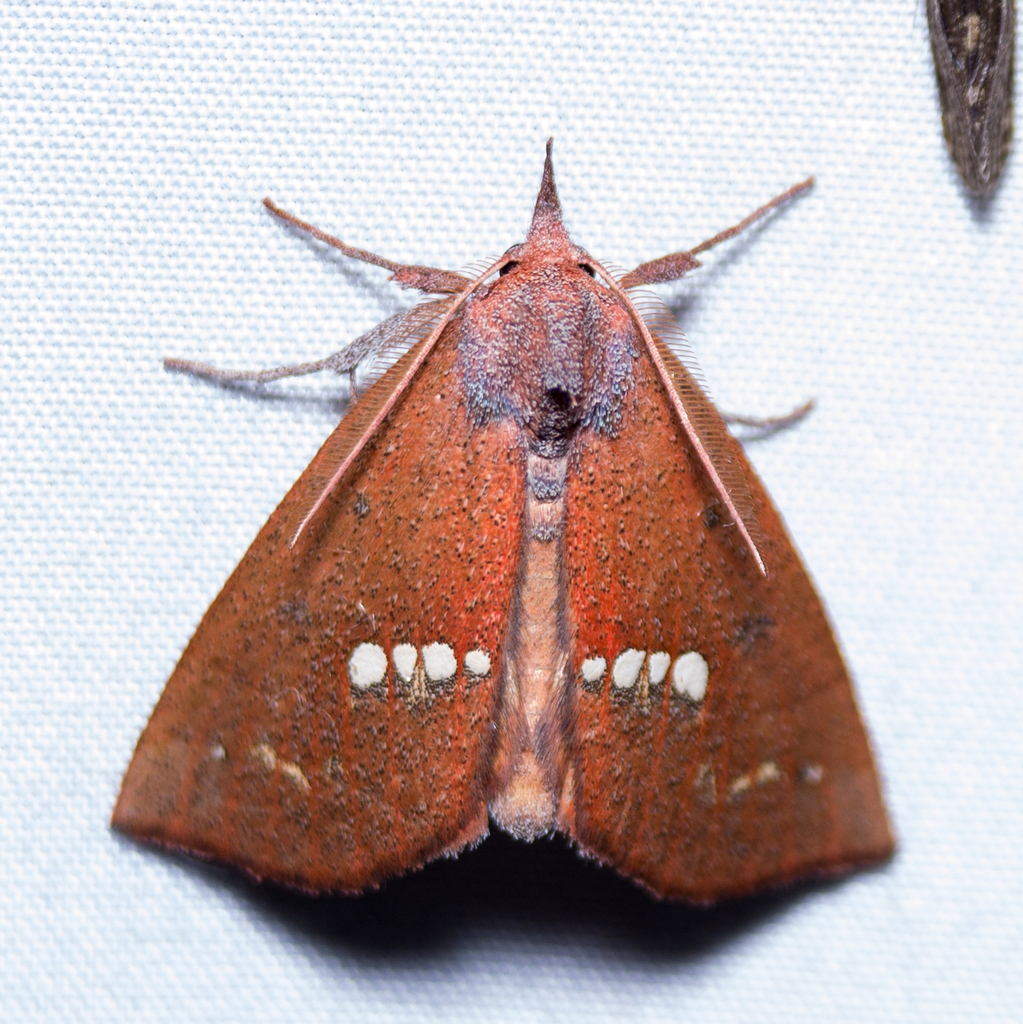 Hypsoropha