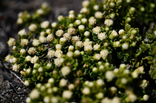 Christmas bush (Baccharis tricuneata)