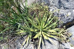 Agave univittata