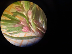 Polygonum polygaloides