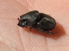 Onthophagus hecate