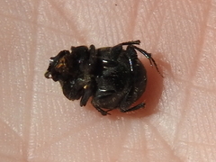 Onthophagus hecate