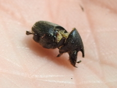 Onthophagus hecate