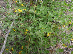 Acmispon heermannii orbicularis