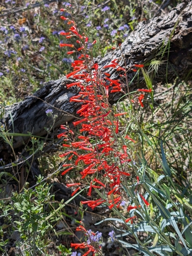 Image of Penstemon subulatus by (c) Elliot Kulakow, some rights reserved (CC BY)