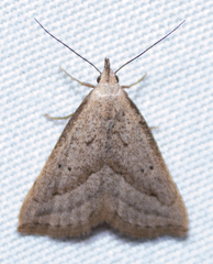 Macrochilo hypocritalis