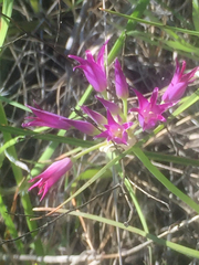 Allium peninsulare