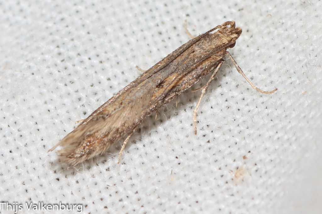 Metzneria santolinella